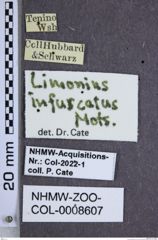 Etiketten zu Limonius infuscatus (NHMW-ZOO-COL-0008607)